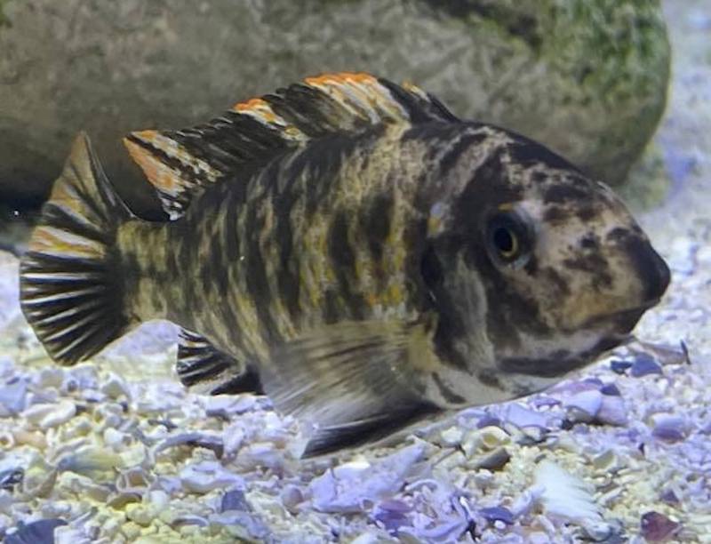 Labeotropheus fuelleborni 'Maleri Island'